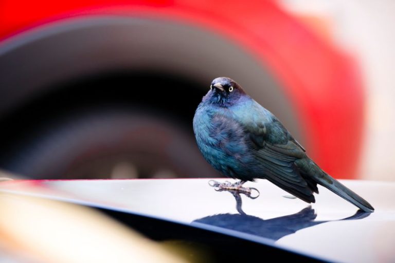 13 Spiritual Meanings of Birds Flying In Front Of Your Car While Driving