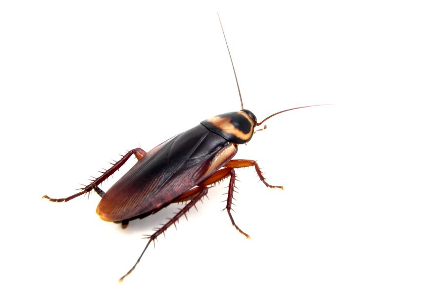 Spiritual Meanings Of A Cockroach Crawling On You