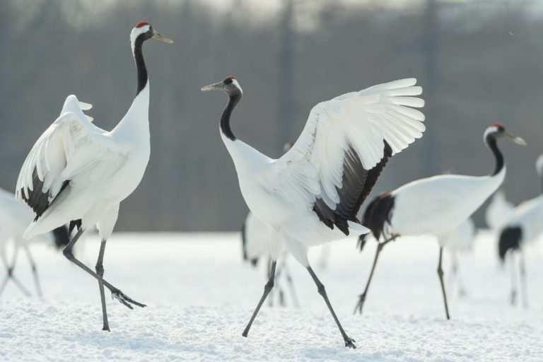 Spiritual Meanings and Symbolism Of White Crane