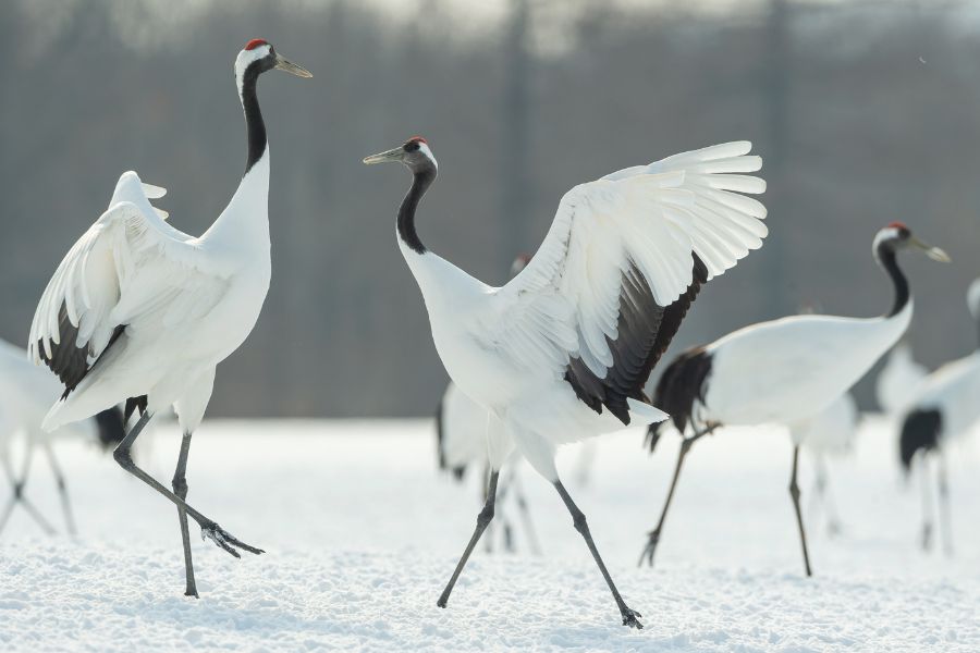 Spiritual Meanings Of White Crane