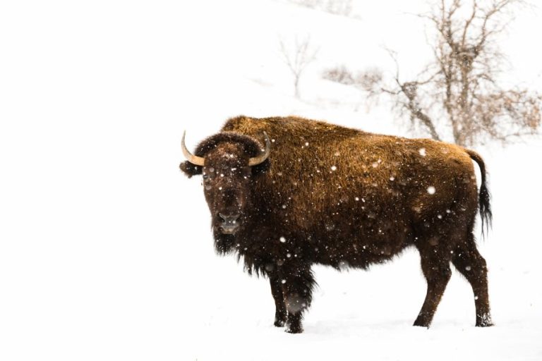 11 Spiritual Meanings and Symbolism of Bison