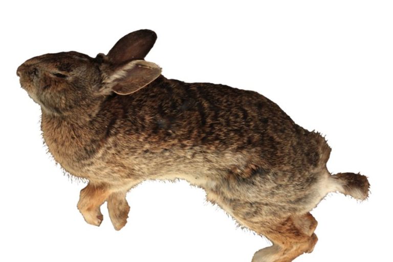 7 Spiritual Meanings and Symbolism of Dead Rabbit