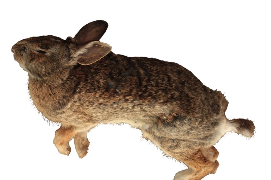 Spiritual Meanings and Symbolism of Dead Rabbit