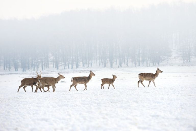 Spiritual Meanings and Symbolism of Deer