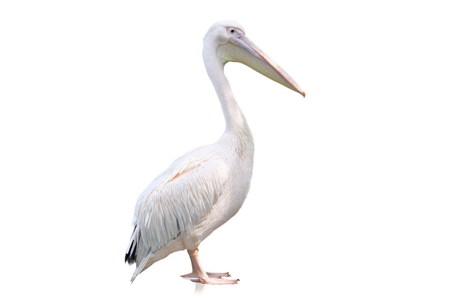 Spiritual Meanings and Symbolism of Pelican