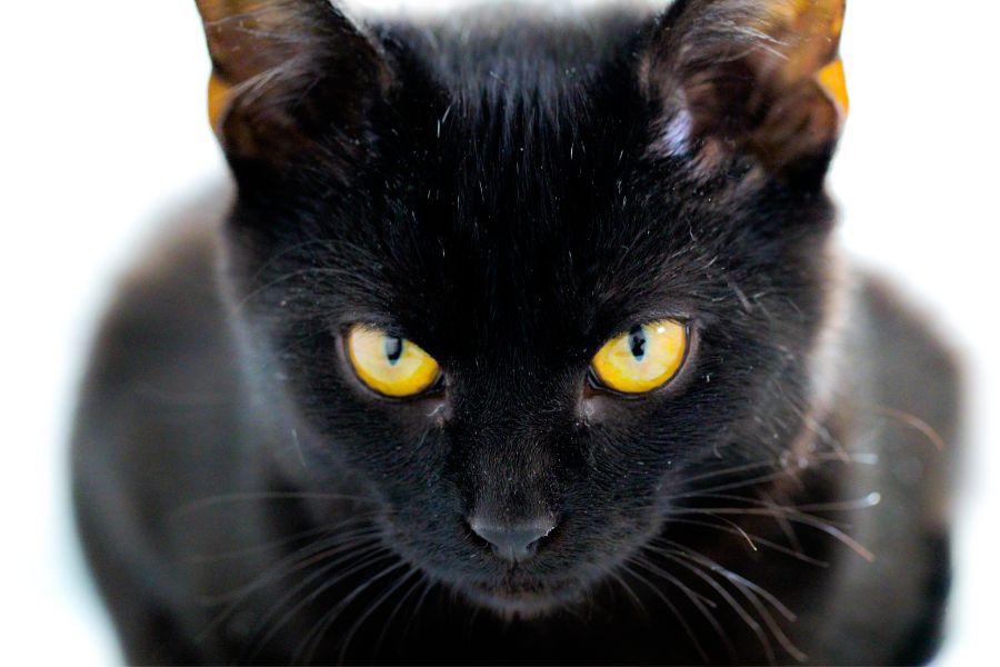 Spiritual Meanings of A Black Cat Staring At You