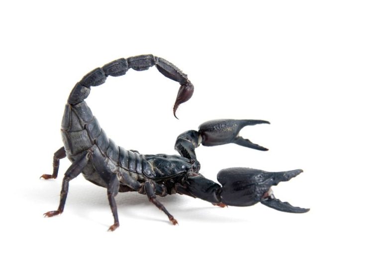 13 Spiritual Meanings of A Scorpion Crossing Your Path