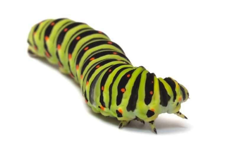 13 Spiritual Meanings of Seeing A Caterpillar