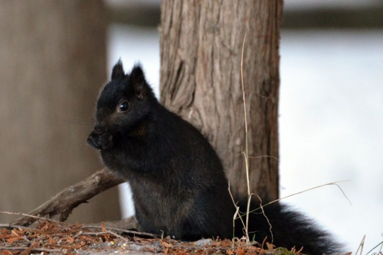 17 Spiritual Meanings of Seeing a Black Squirrel