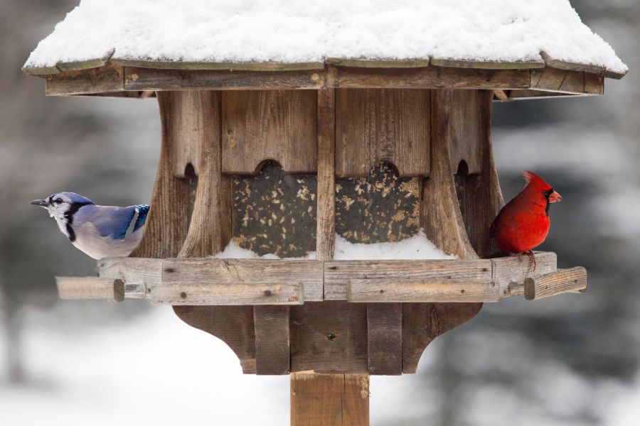 Spiritual Meanings of Seeing a Cardinal And Blue Jay