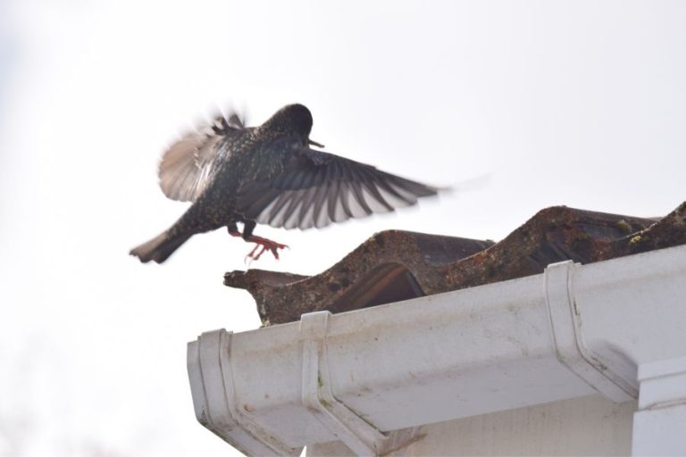 13 Spiritual Meanings of a Bird Flying Into Your House