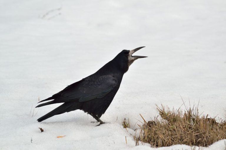 The Hidden Spiritual Meanings Behind Crow Cawing at You