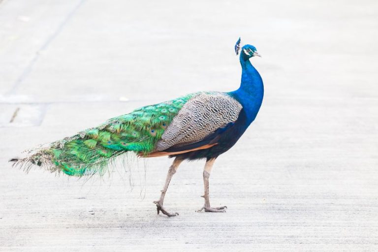 13 Spiritual Meanings of a Peacock Crossing Your Path