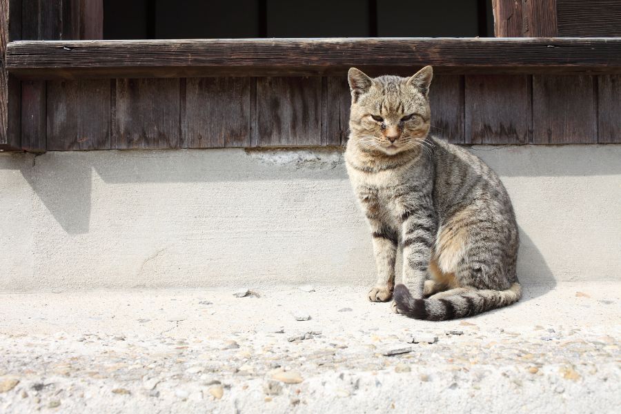 Spiritual Meanings of a Stray Cat Coming to Your House