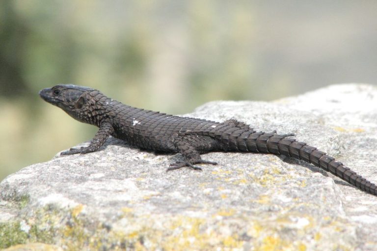 Black Lizard Spiritual Meanings and Symbolism