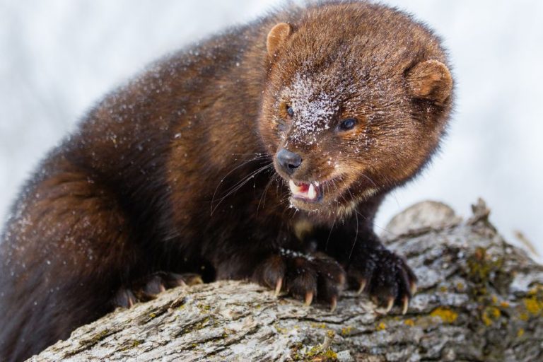 Fisher Cat Spiritual Meaning and Symbolism