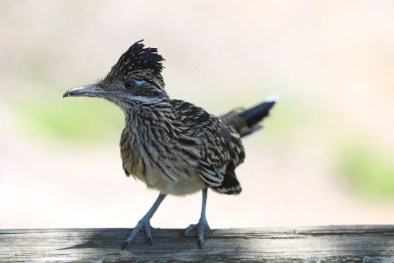 Roadrunner Spiritual Meaning and Symbolism