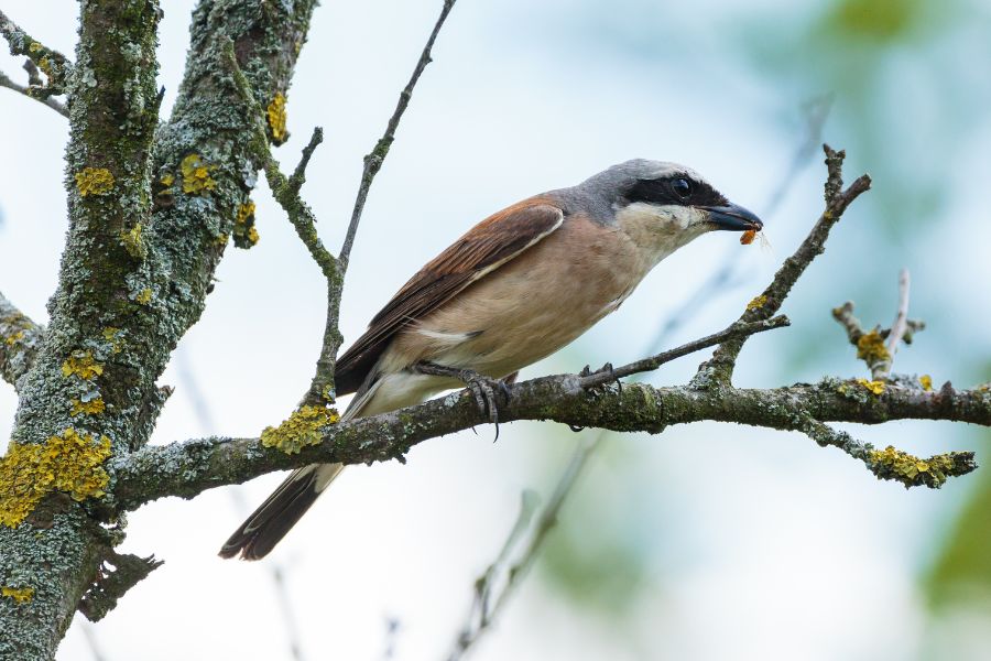 Shrike Spiritual Meanings and Symbolism