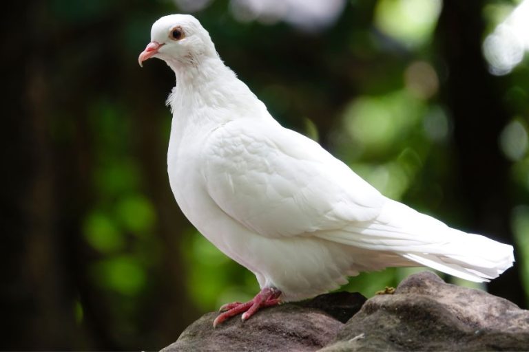 13 Spiritual Meanings Of Seeing a White Pigeon