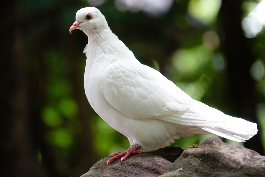 Spiritual Meanings Of Seeing a White Pigeon