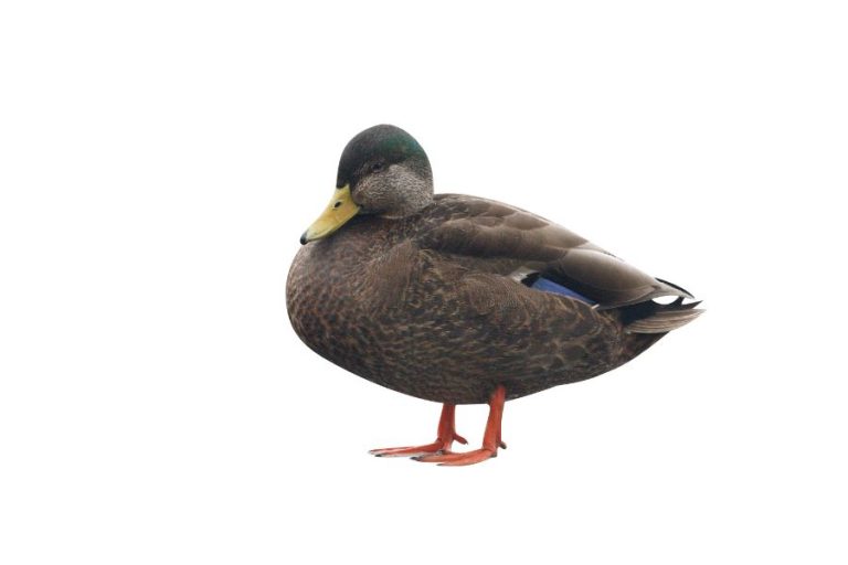 Spiritual Meanings and Symbolism of Black Duck