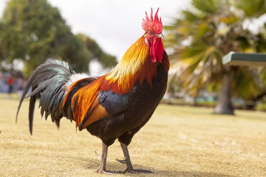 Spiritual Meanings and Symbolism of Rooster