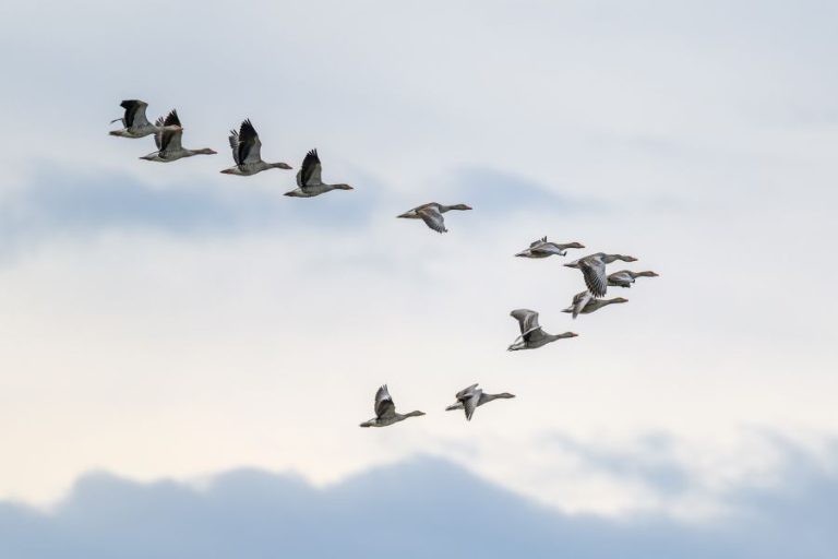 11 Spiritual Meanings of Birds Flying In A Circle