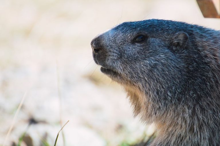 13 Spiritual Meanings of Groundhog