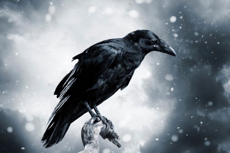 11 Spiritual Meanings of Raven and Symbolism