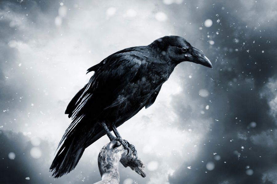 Spiritual Meanings of Raven and Symbolism