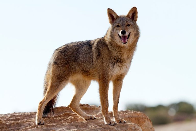 13 Spiritual Meanings of Seeing A Coyote