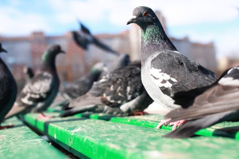 13 Spiritual Meanings of Seeing Two Grey Doves