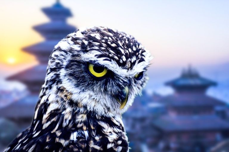 14 Spiritual Meanings of Seeing an Owl