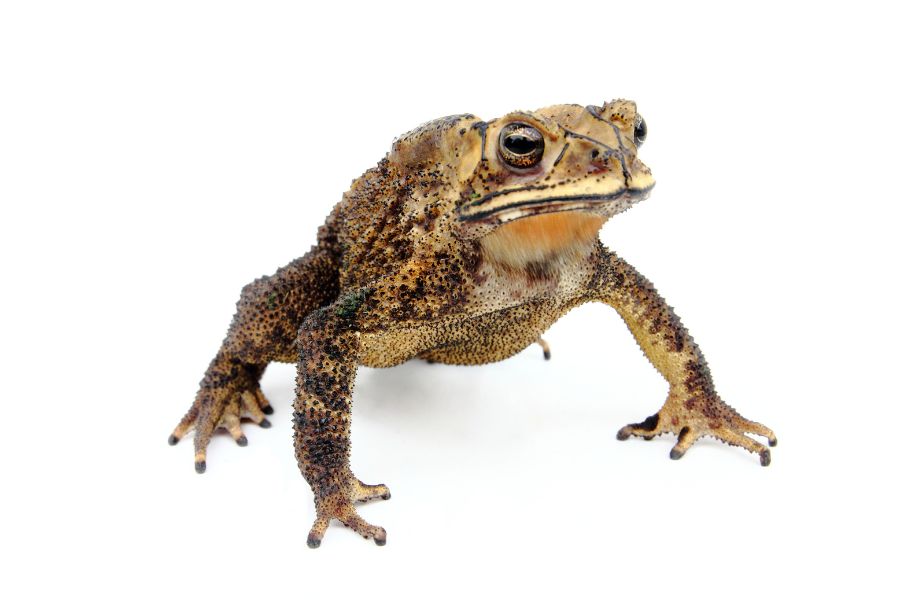 Spiritual Meanings of Toads