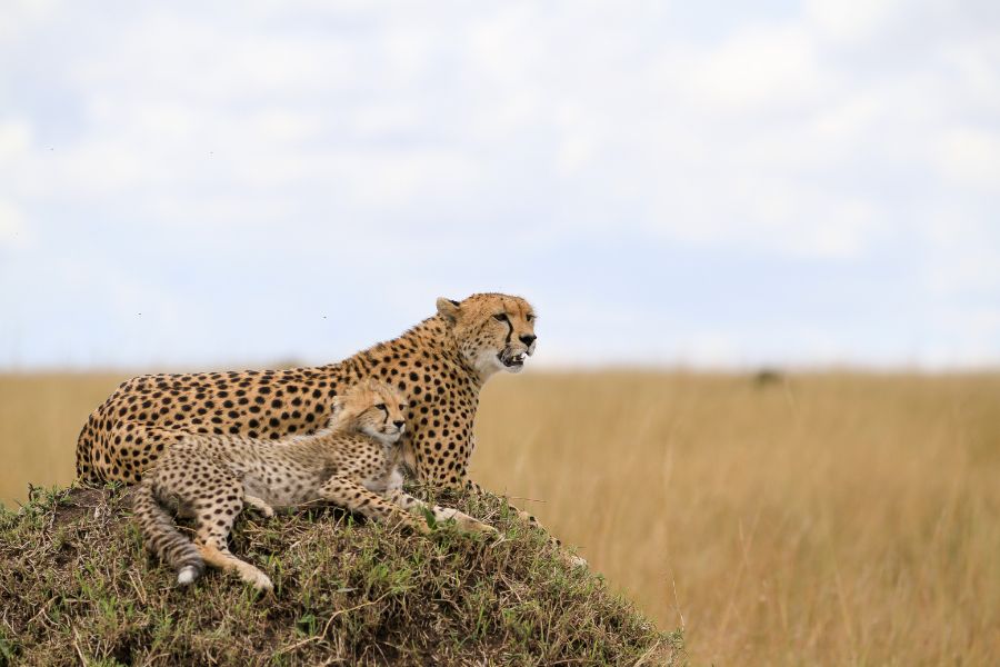 Cheetah Spiritual Meanings