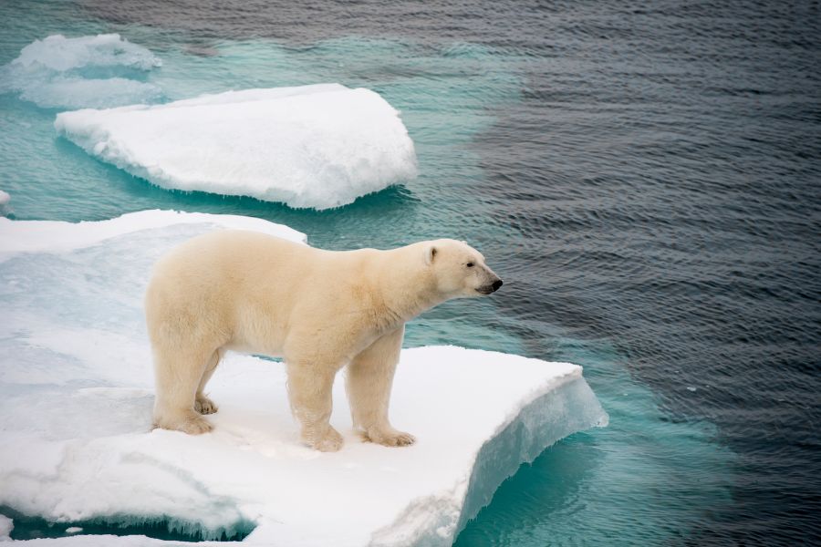 Polar Bear Spiritual Meanings