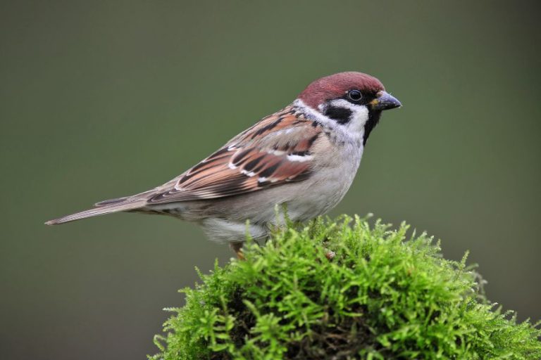 13 Spiritual Meanings of a Sparrow Visiting You