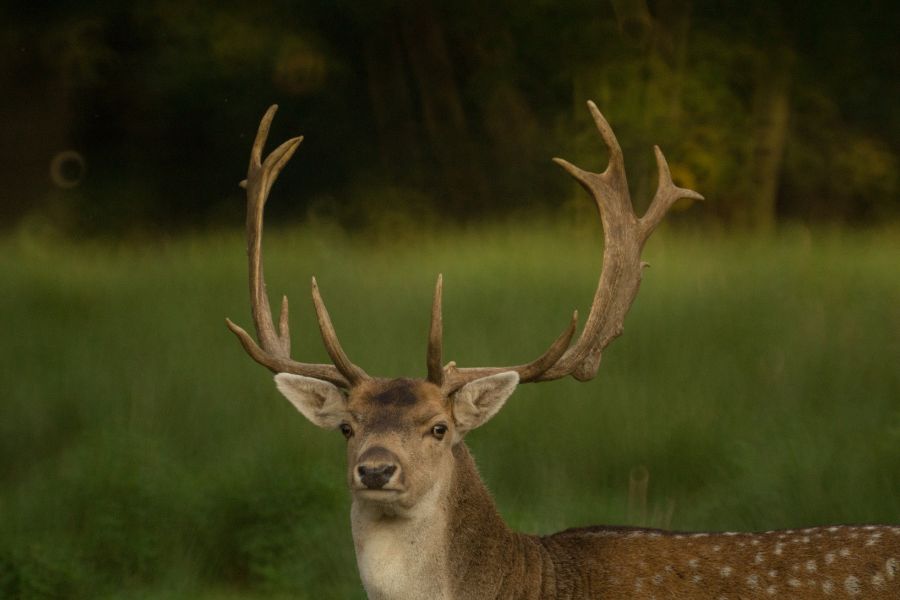 Deer Crossing Your Path