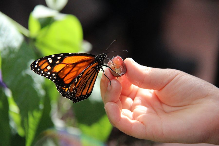 Spiritual Meanings Of A Butterfly Landing On You