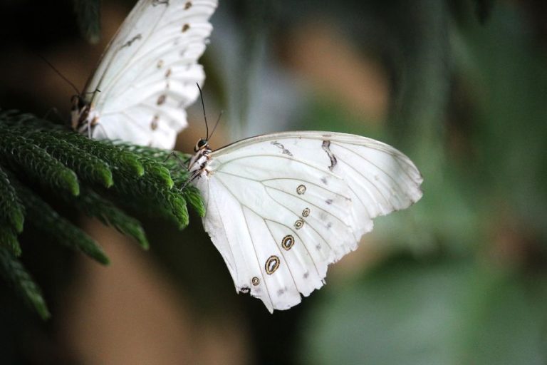 The Symbolism Behind Seeing a White Butterfly