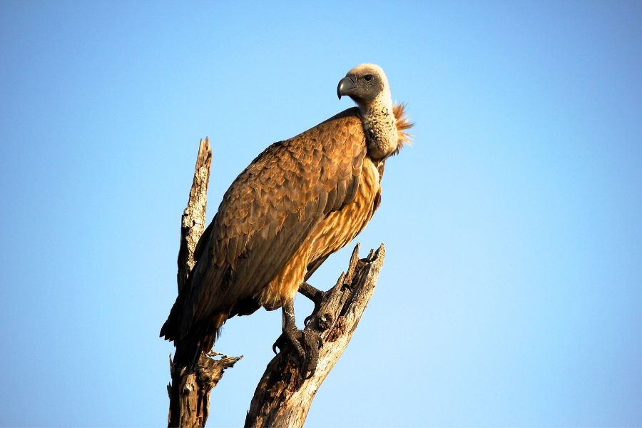 Spiritual Meanings of Vultures