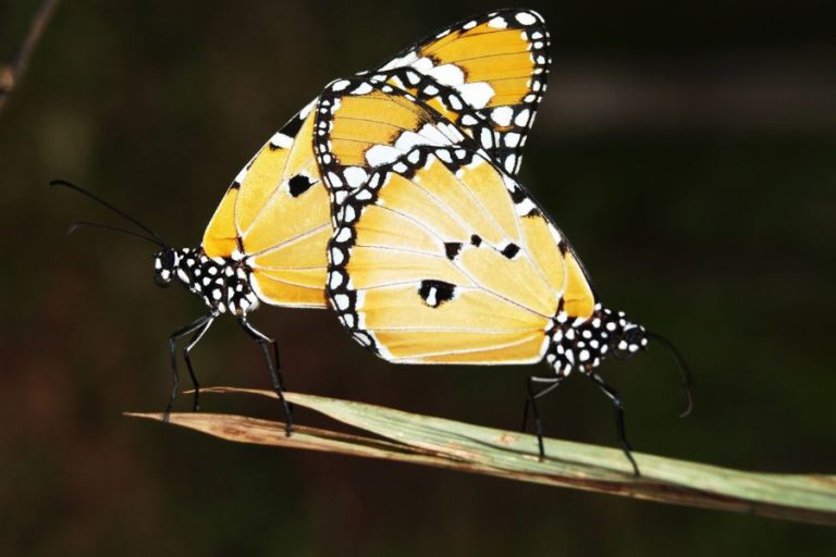 Yellow and Black Butterfly Spiritual Meanings