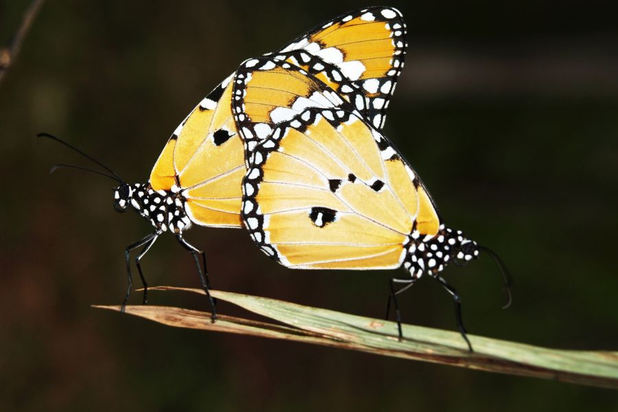 Spiritual Meanings of Yellow and Black Butterfly