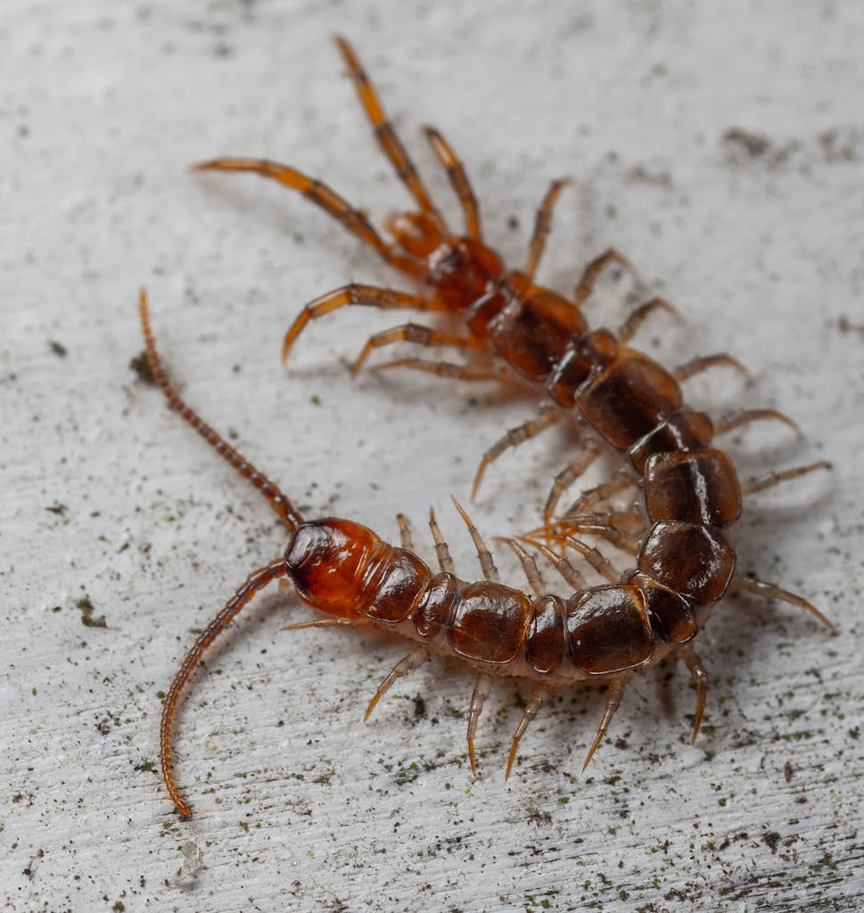 Centipede Crawling on Conc