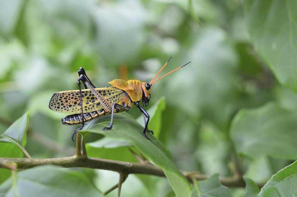 Grasshopper on Leaf