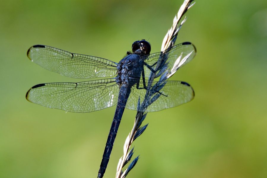 Damselfly