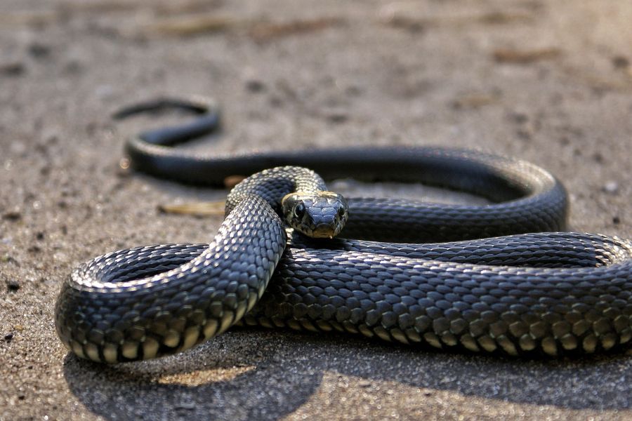 Garter Snake Spiritual Meaning