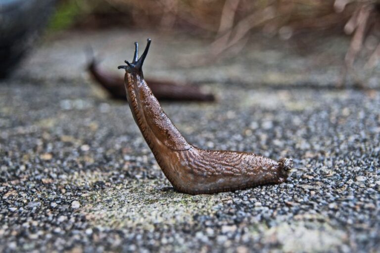 Slug Spiritual Meaning and Symbolism