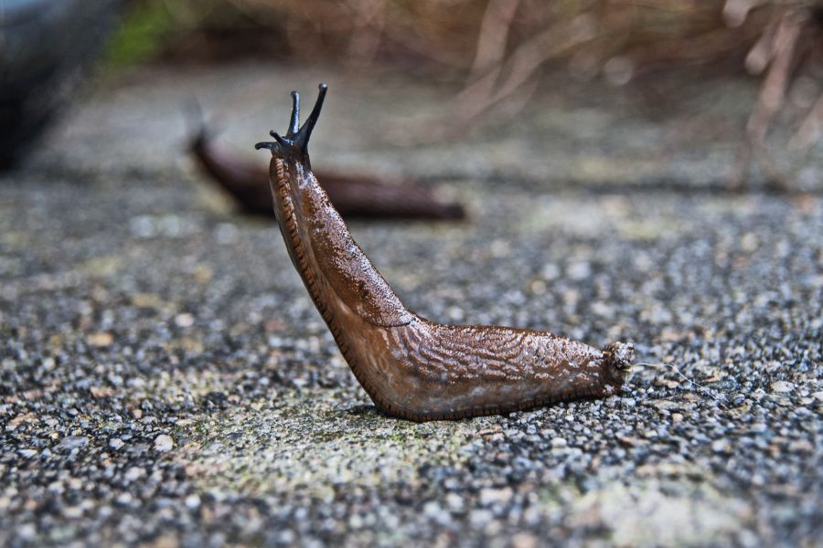 a slug