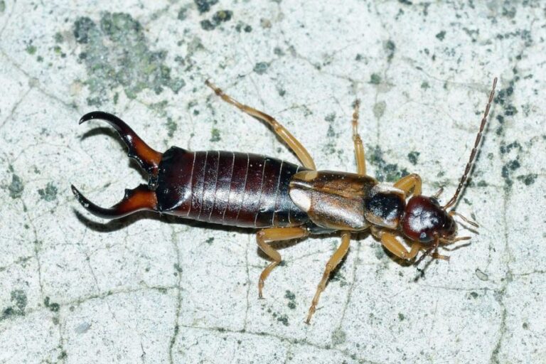 Earwig Spiritual Meaning and Symbolism